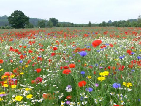 2014_09_11_eu4mx7oqzvf (1)