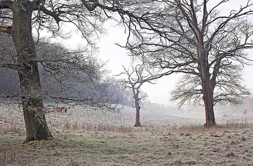 14125hinh-anh-rung-cay-kho-trut-la