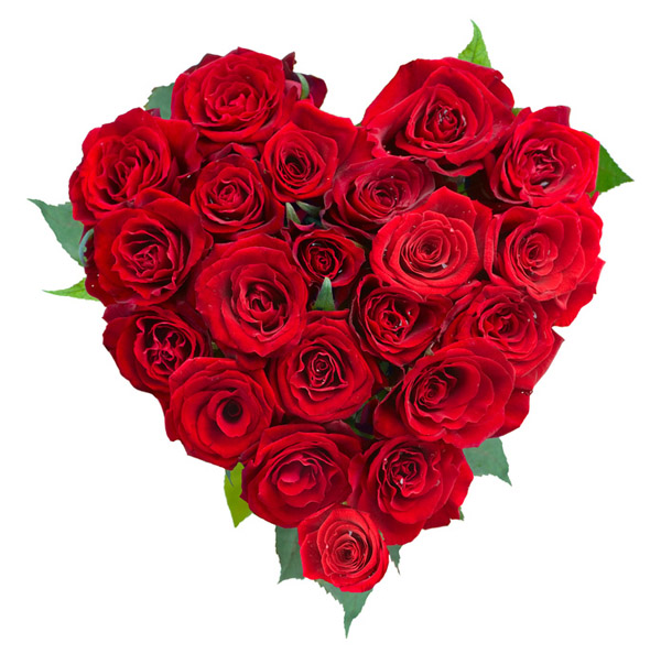 Rose Flowers Heart Over White. Valentine